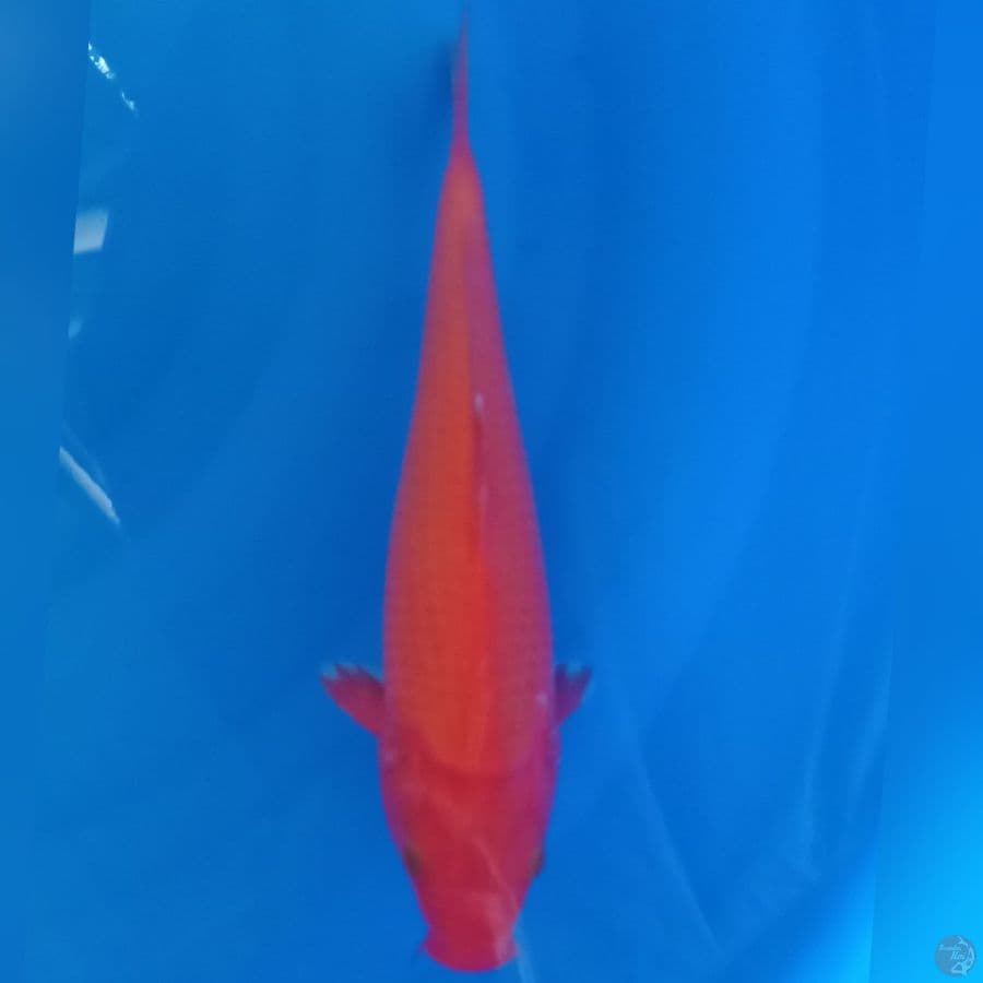 RED KARASHI