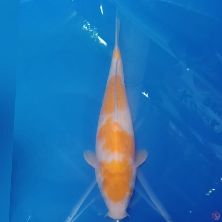 KARASHI KOYO