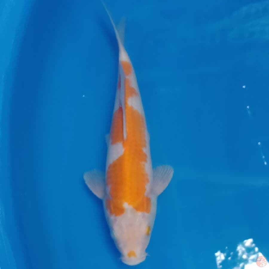 KARASHI KOYO