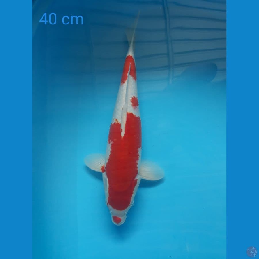 kohaku
