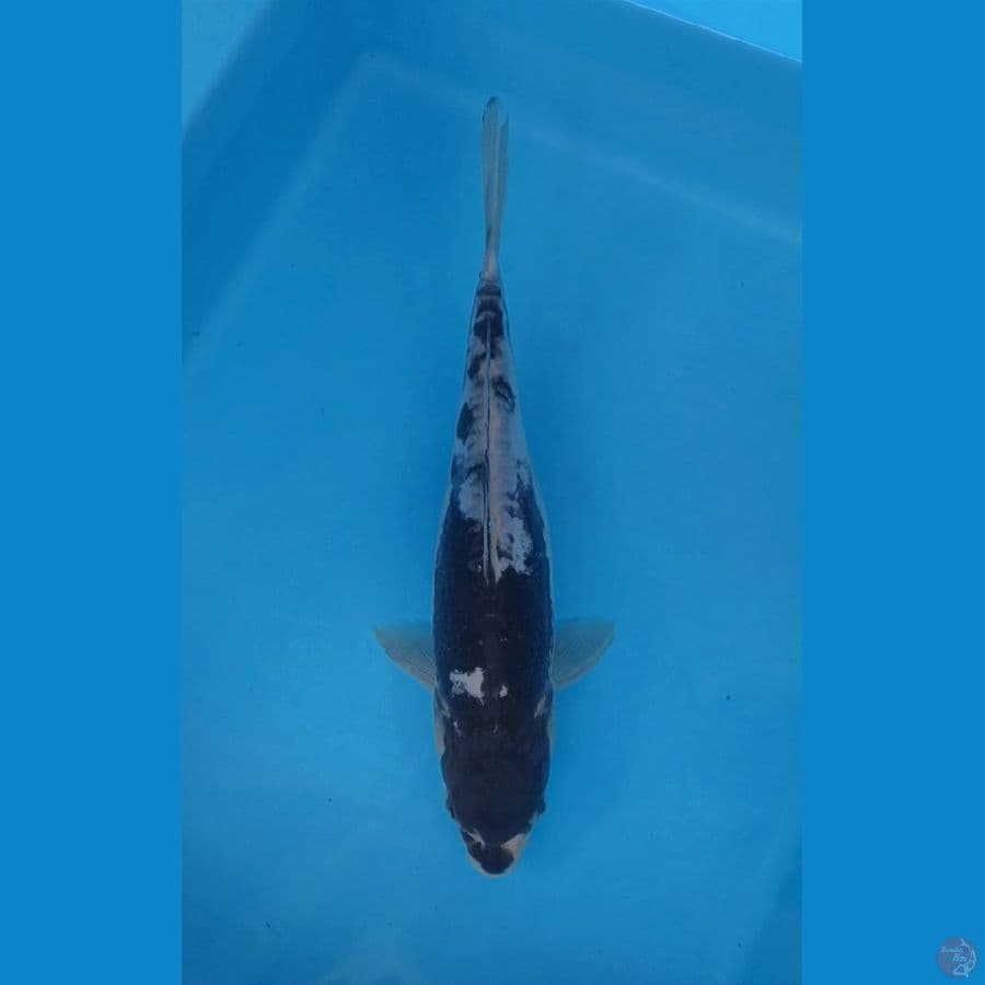 DOITSU KAWARI 28CM
