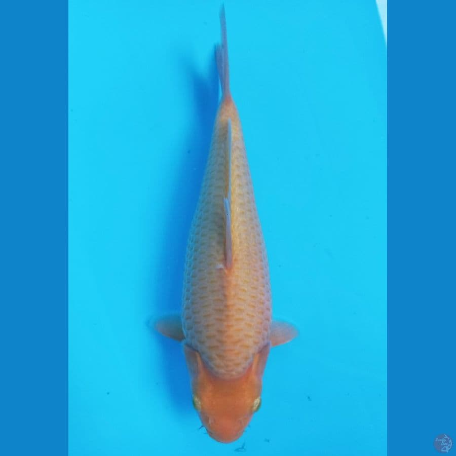 karashi corn berpunuk 30cm