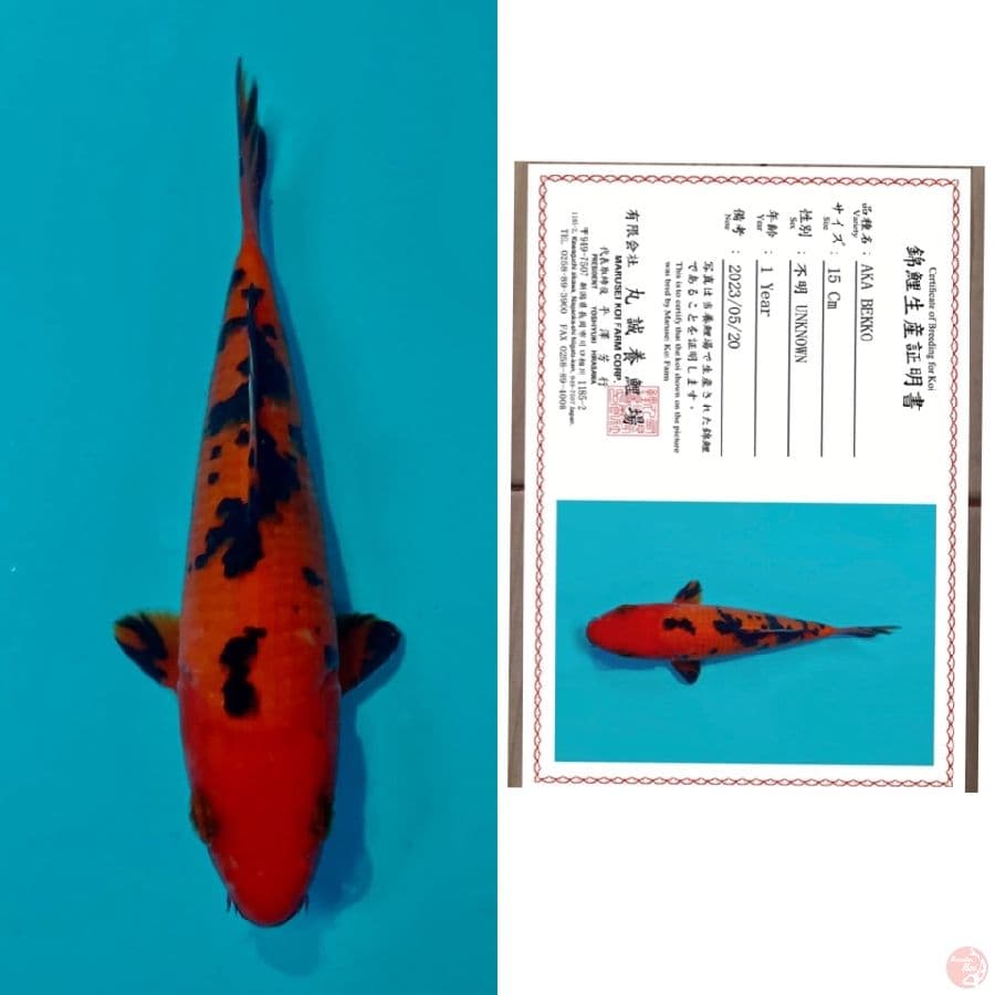 Aka bekko Marusai 15cm