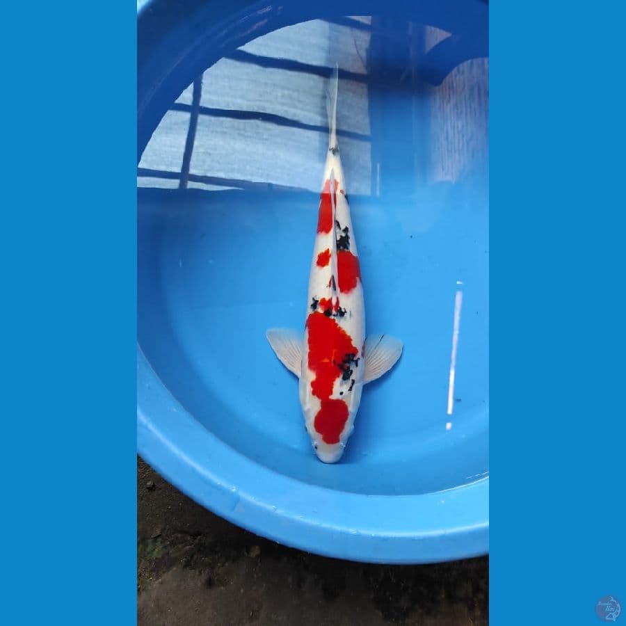 sanke 45 male