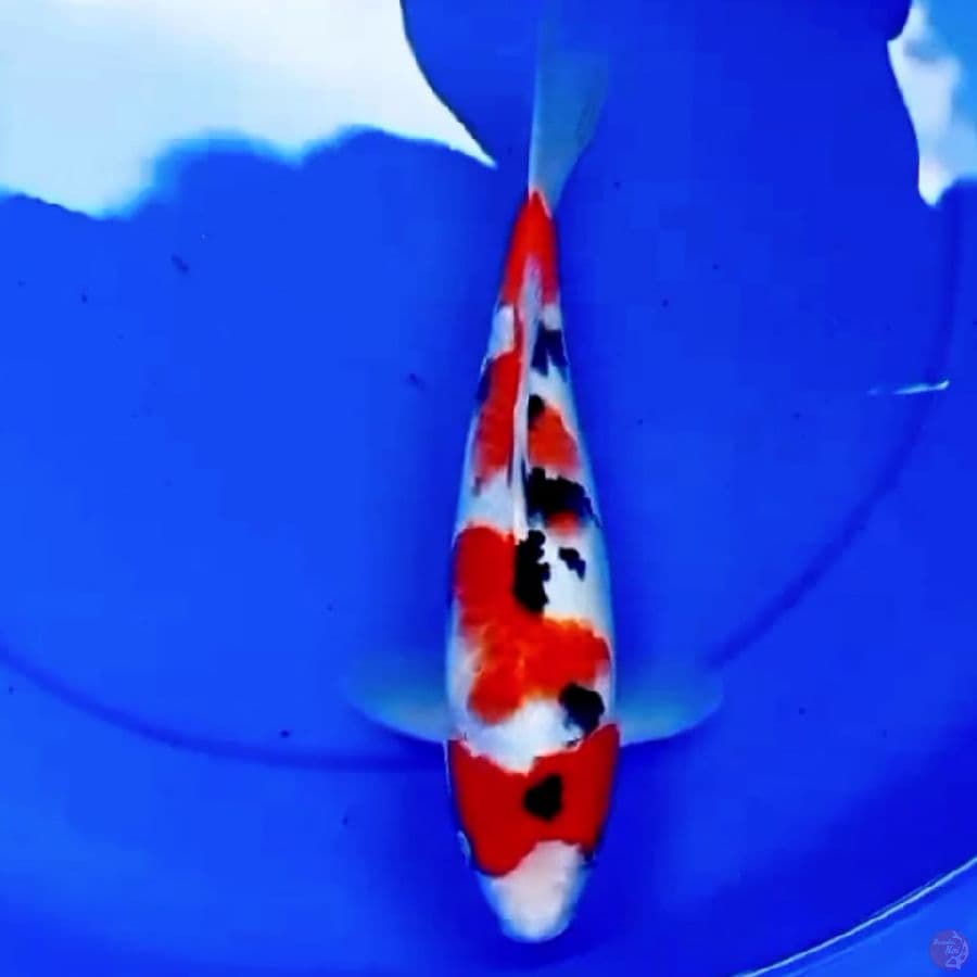 34cm SANKE KUPU KUPU