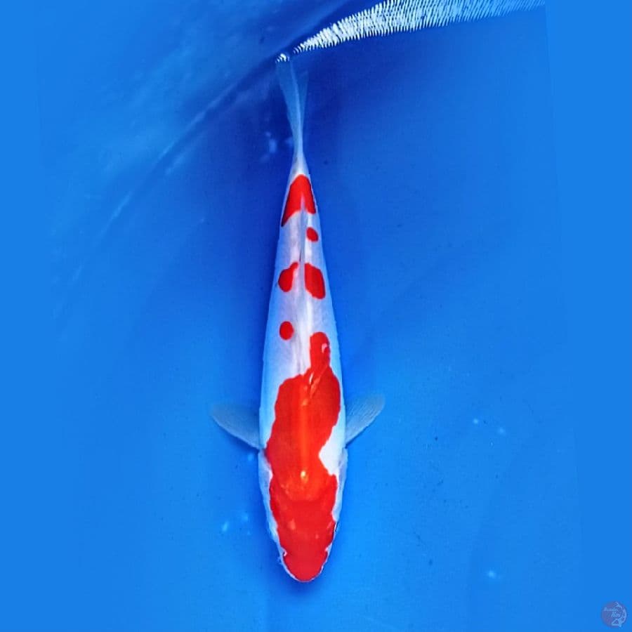 Doit$u KOHAKU 23.Cm