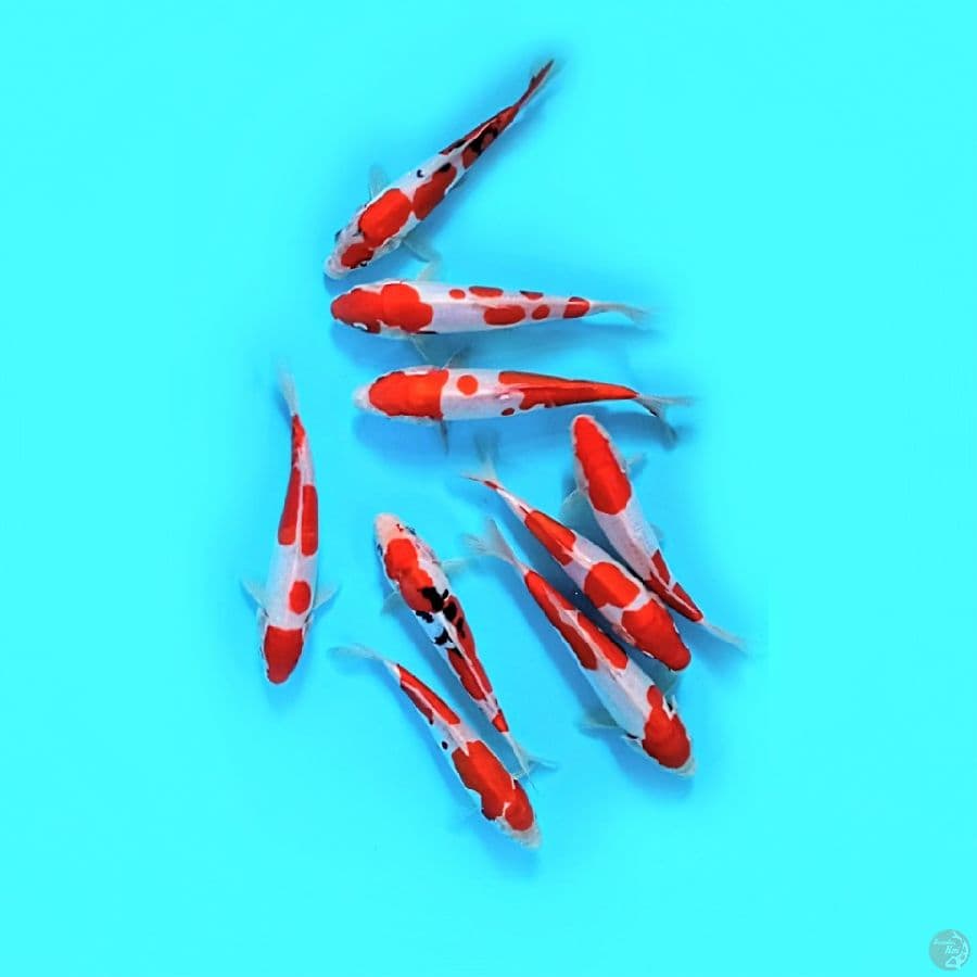 9.Ekor HQ. Doit$u Mix 18.21.Cm