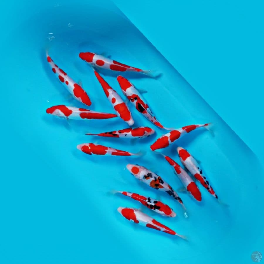 13.Ekor Origynal Doitsu Mix 15.20.Cm