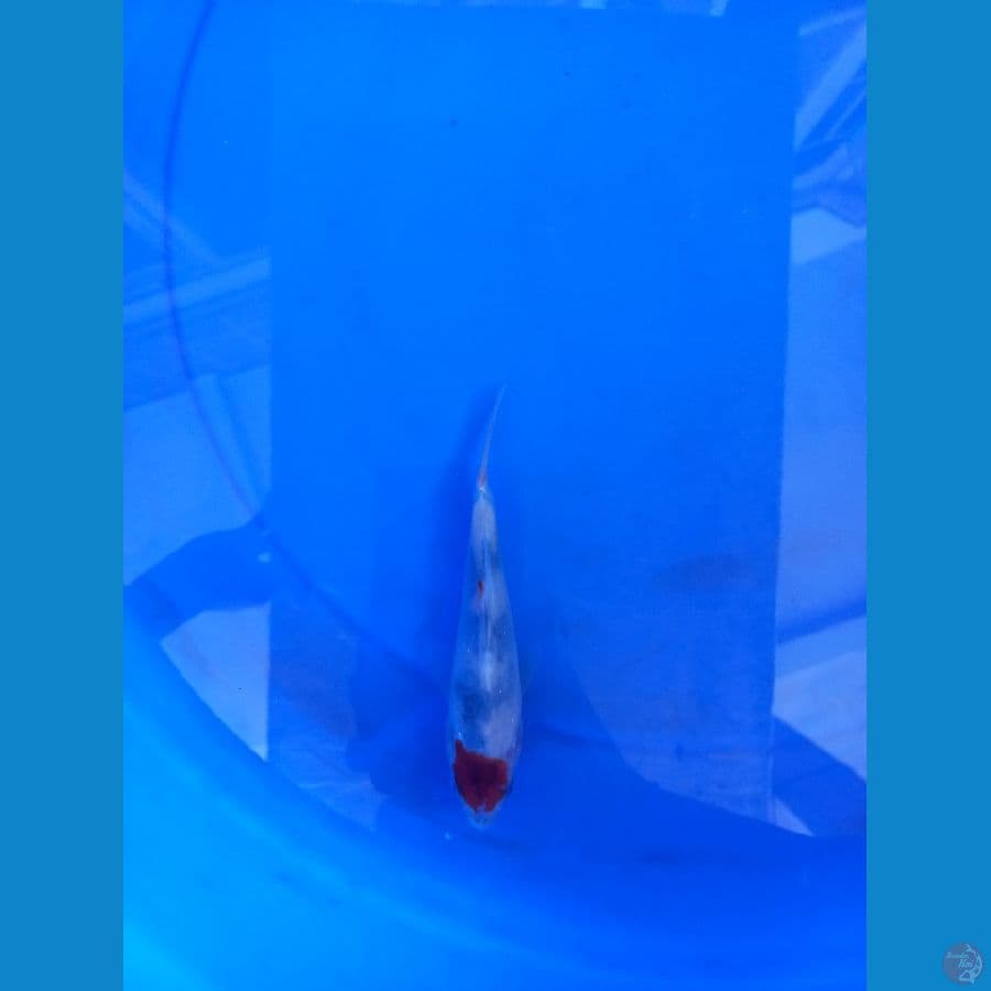 TANCO SHOWA ORIGYNAL 14CM