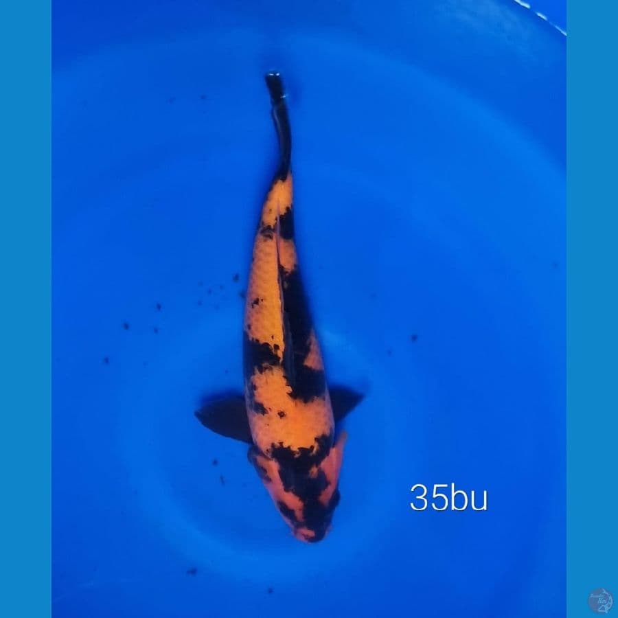 Hiu Utsuri 35cm