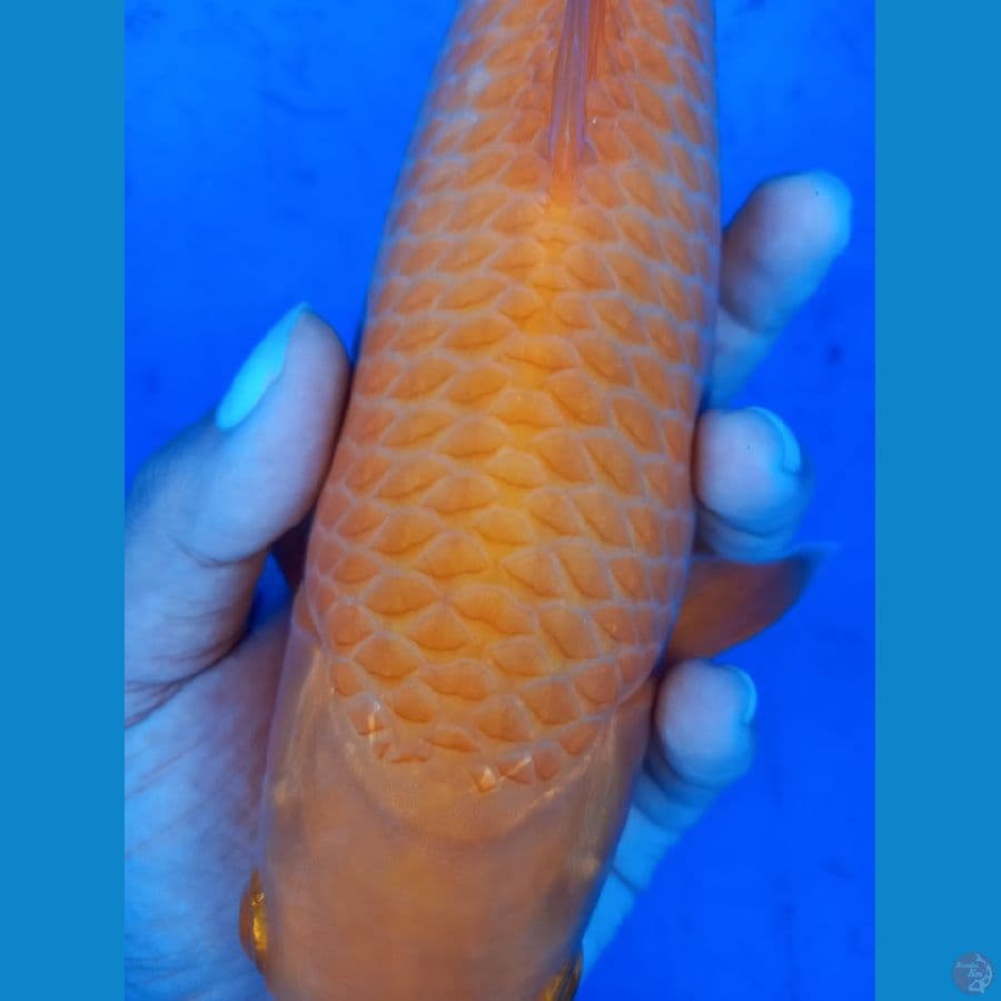 KARASI MANGO RING JAGUNG