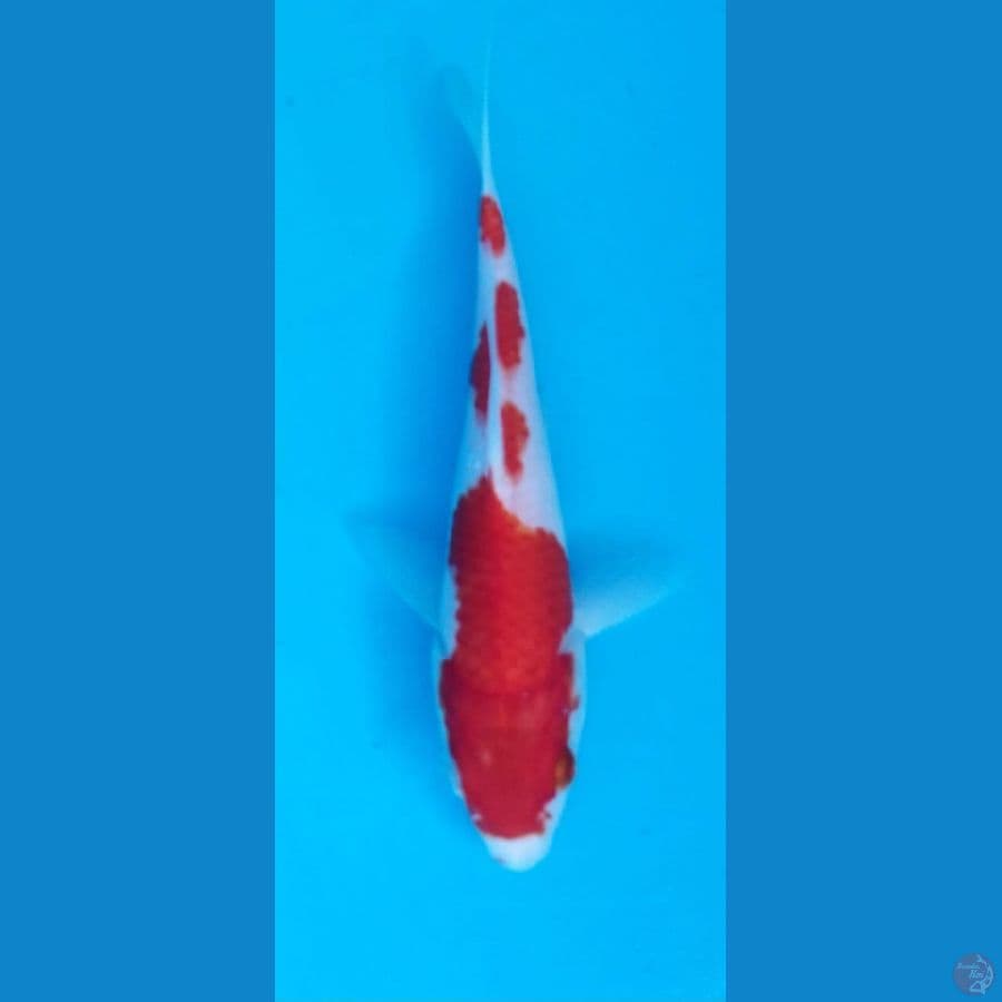Kohaku 20 cm