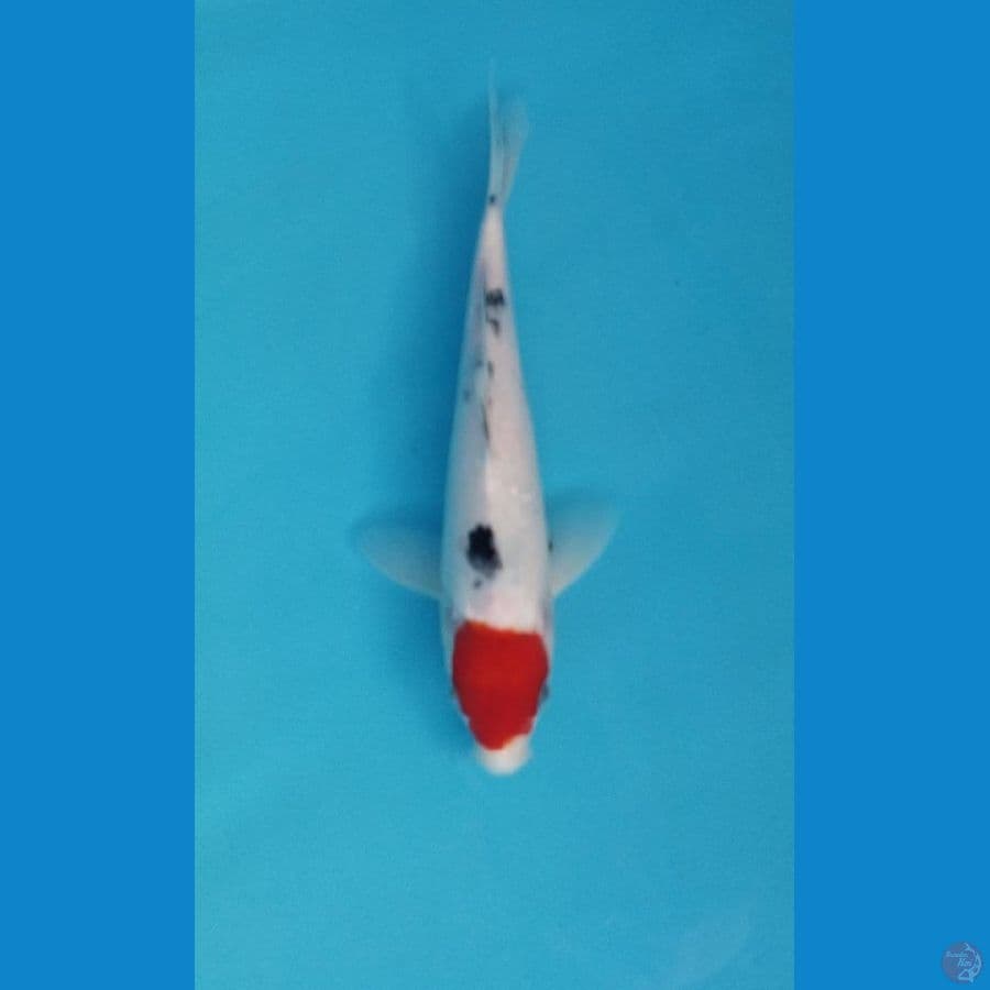 Tanco Sanke 25 cm