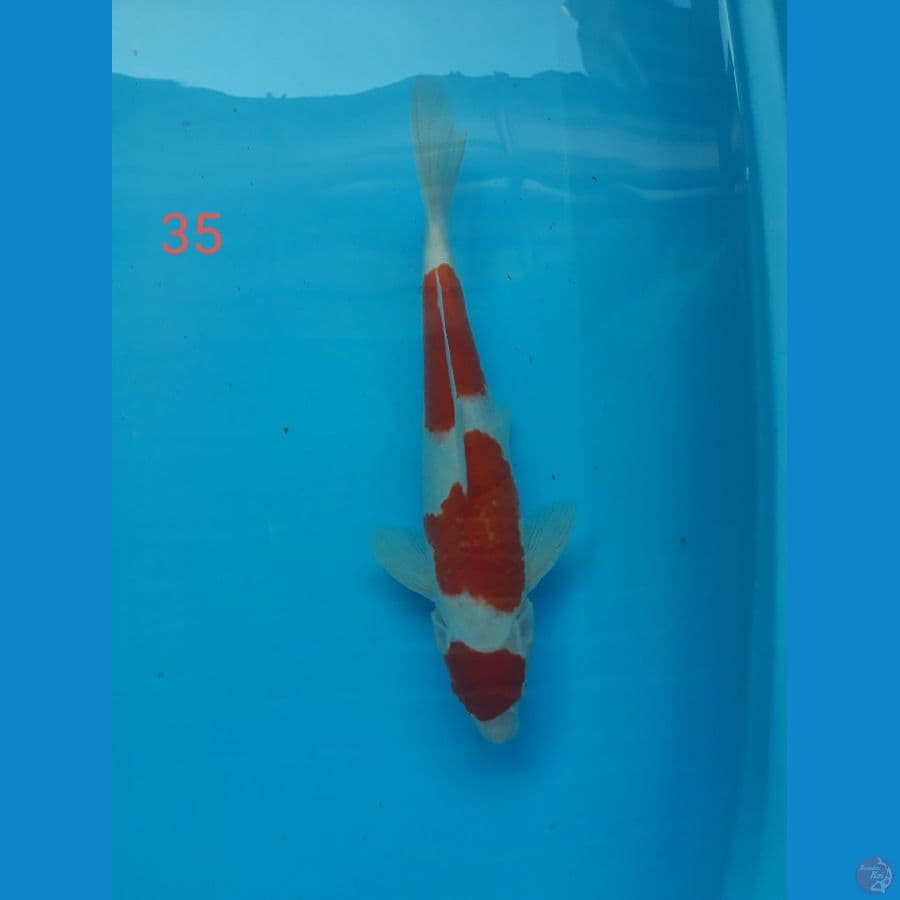 kohaku