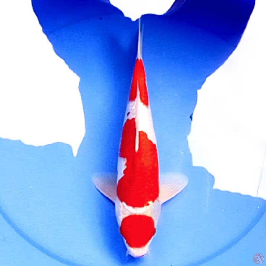 36cm KOHAKU STRONG