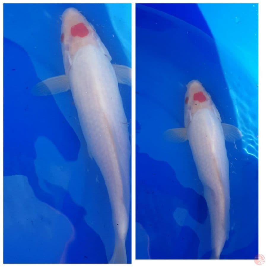 tancho kohaku jantan