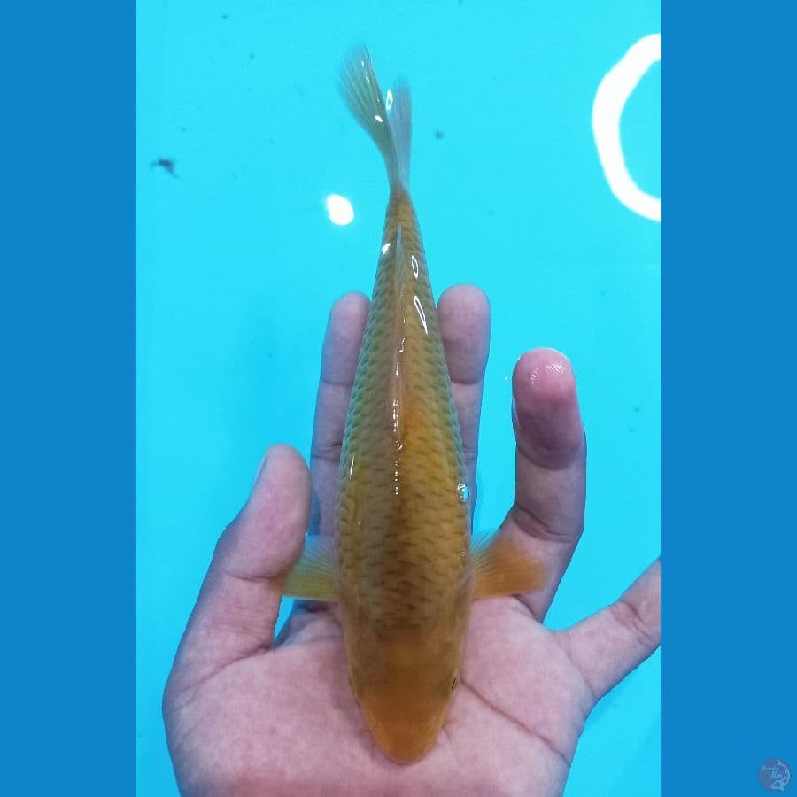 karamel corn 22cm male