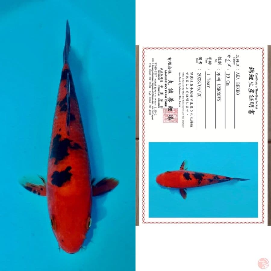 aka bekko marusai