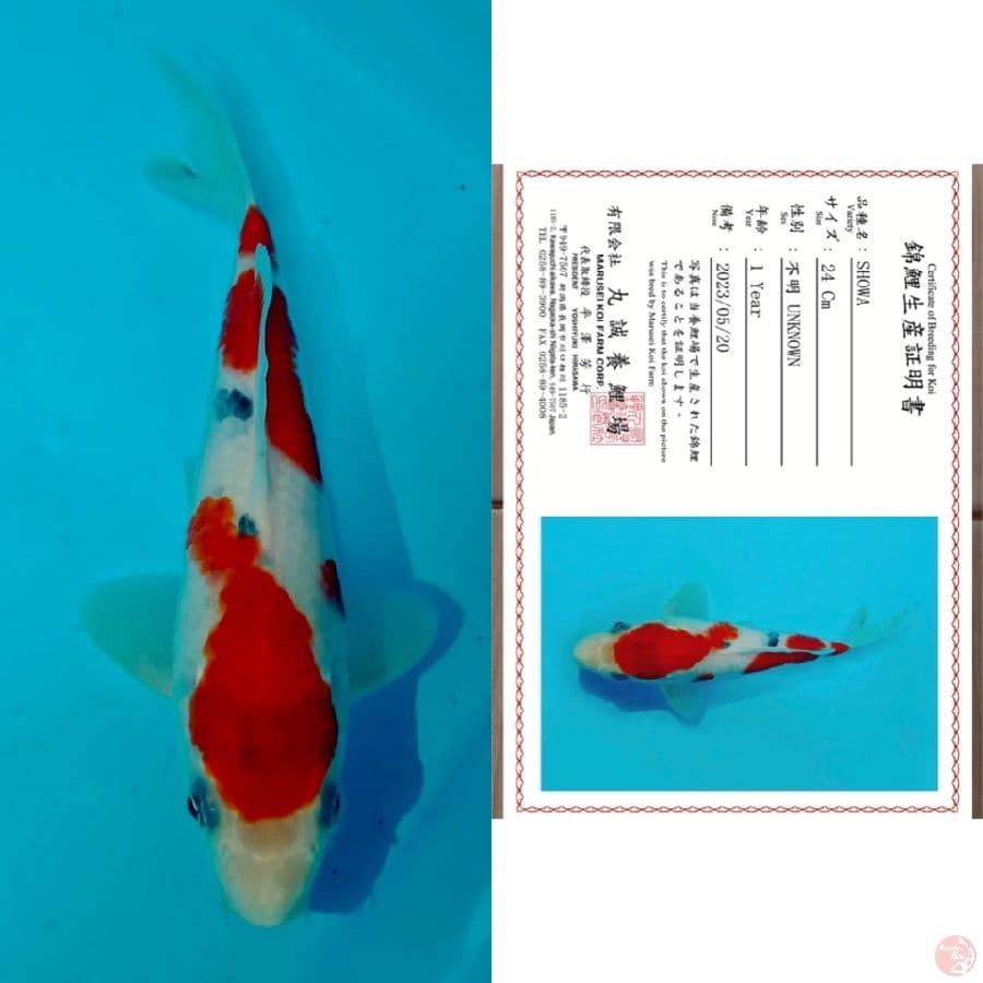 kindai showa 24cm marusai