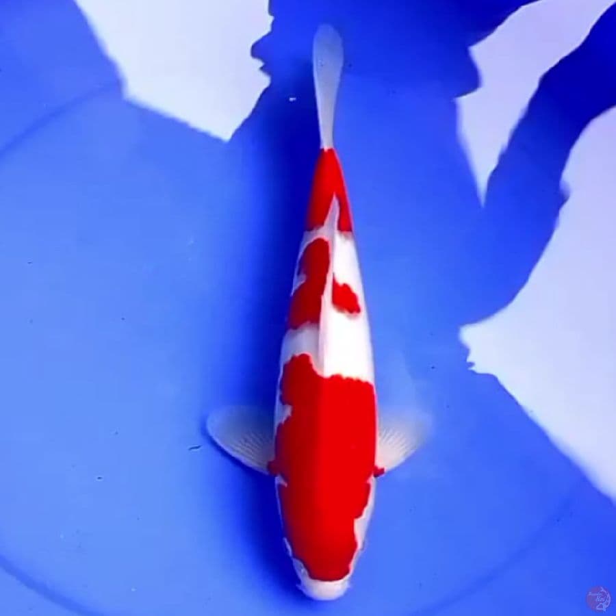 37cm 3STEP KOHAKU HQ