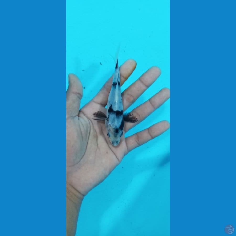 Mini 11.Cm