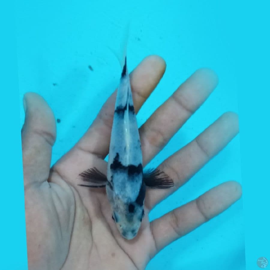 Shiro 11.Cm