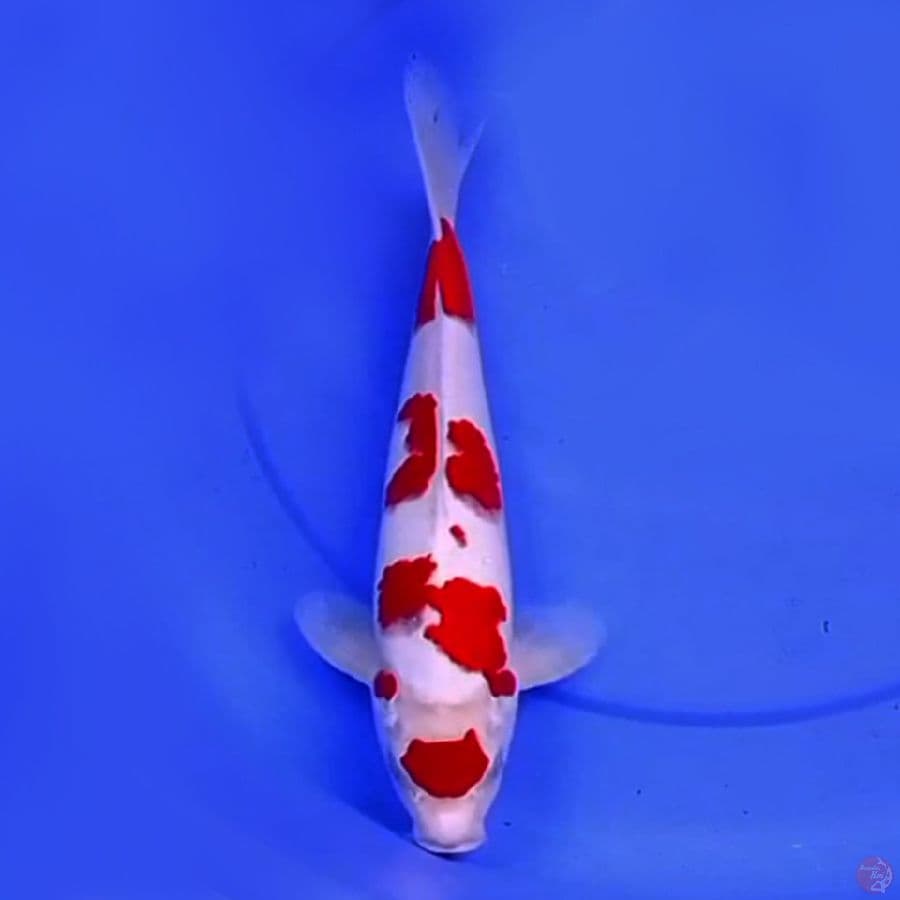35cm MARUTEN KOHAKU ABSTRAK