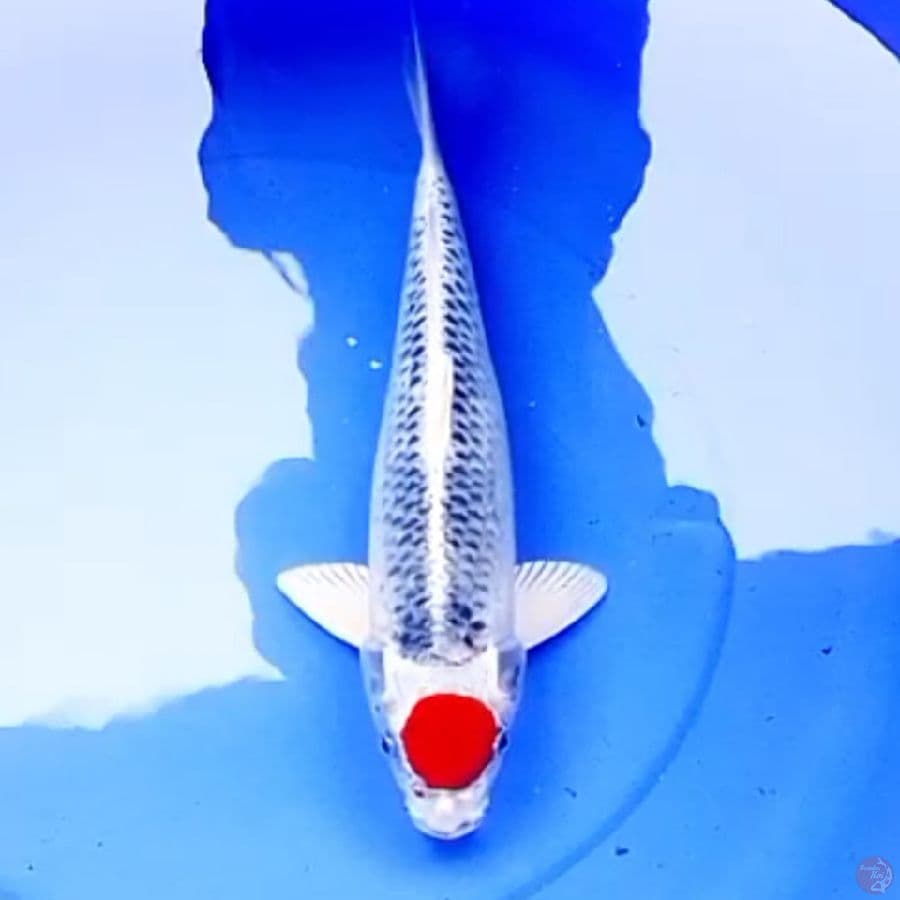 41cm TANCHO KUJAKU