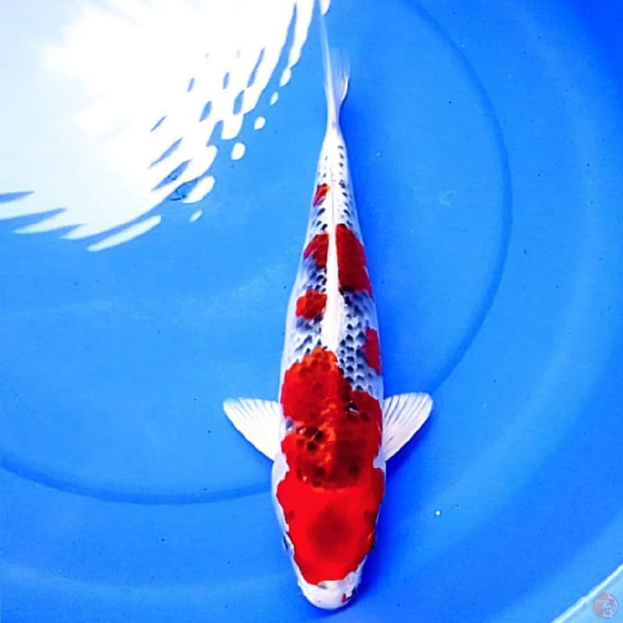 36cm KUJAKU ISTIMEWA