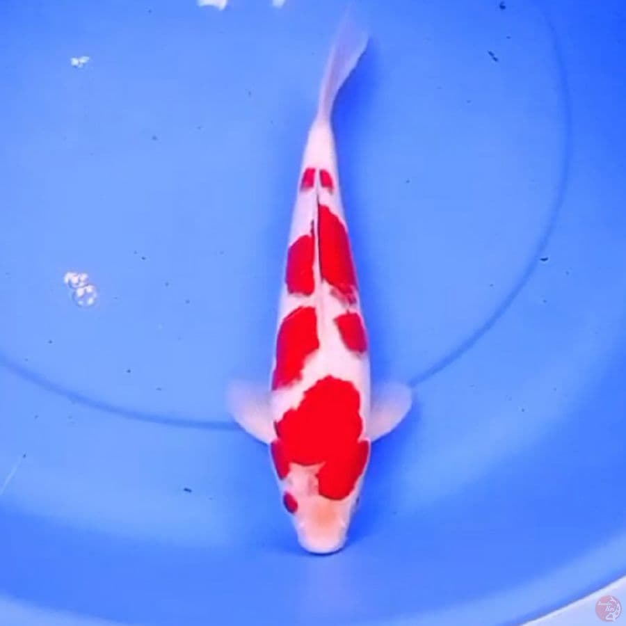 34cm KOHAKU TOTOL TOTOL