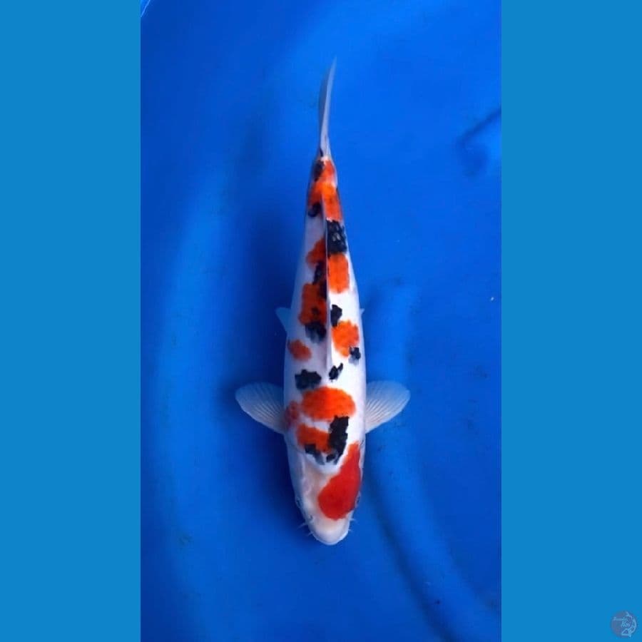 sanke 35cm