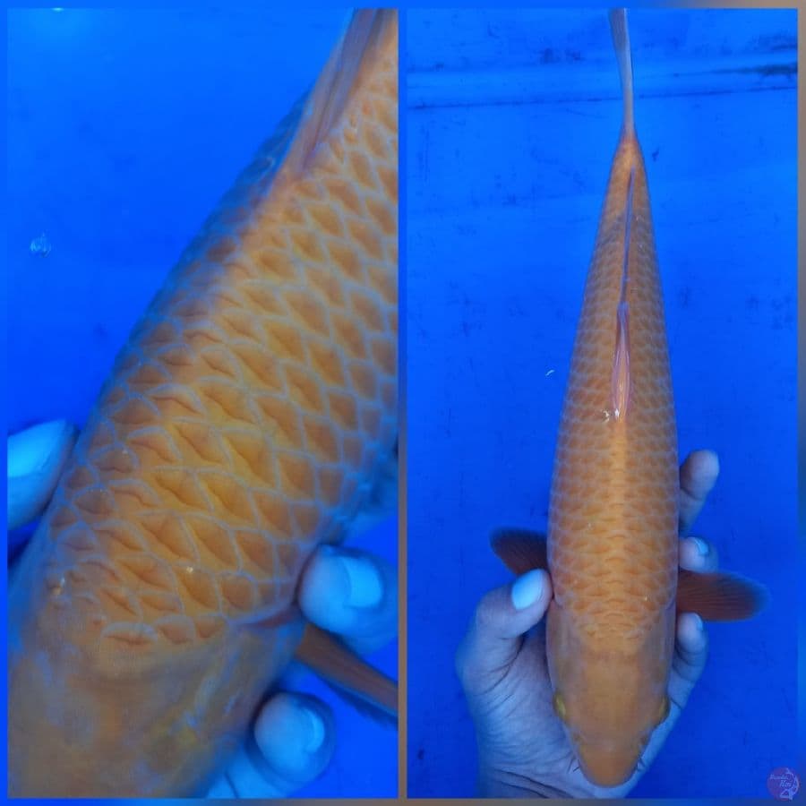 KARAMEL CORN