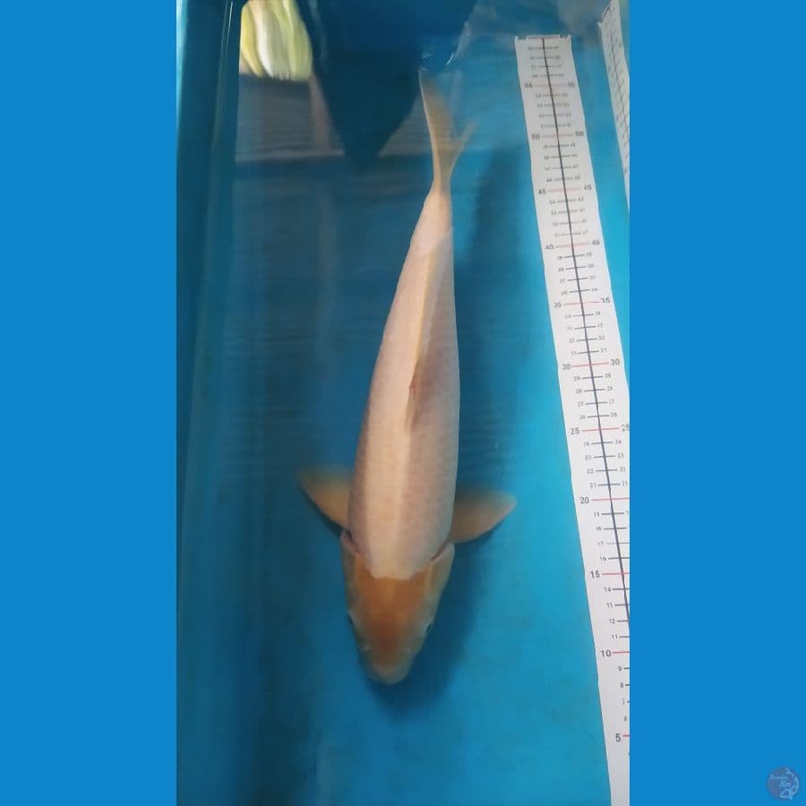 pejantan shiromuji bulky 40 cm