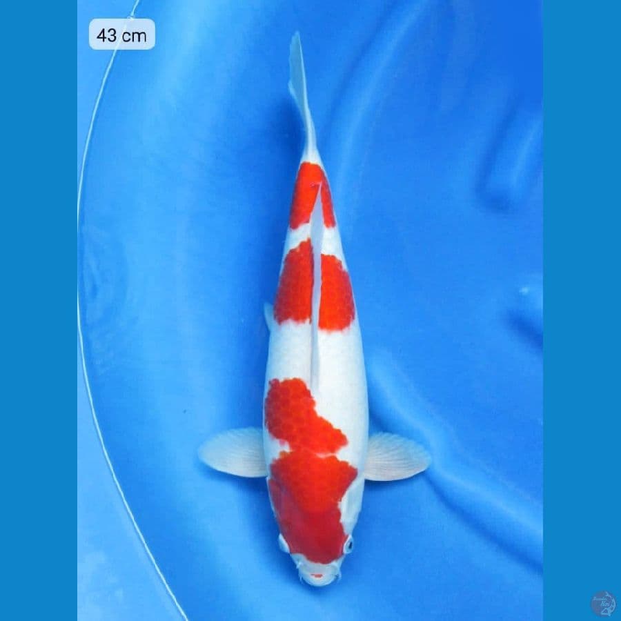 Red Kohaku SQ
