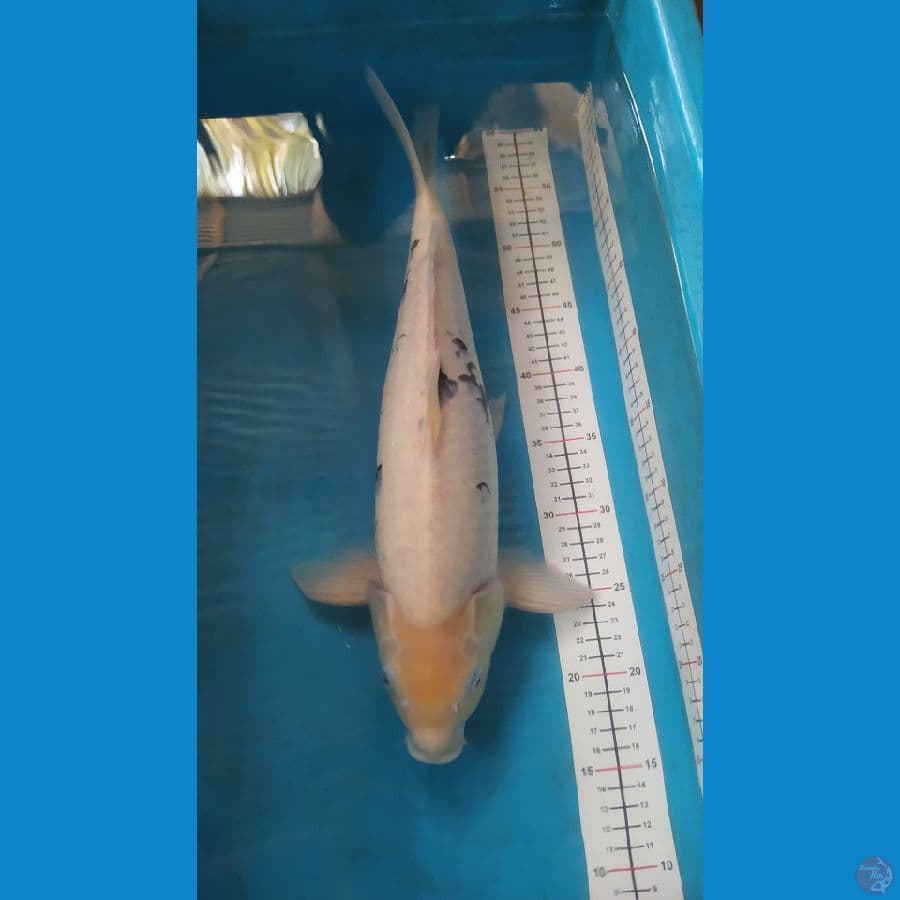 pejantan shiro tategoi bulky 43 cm