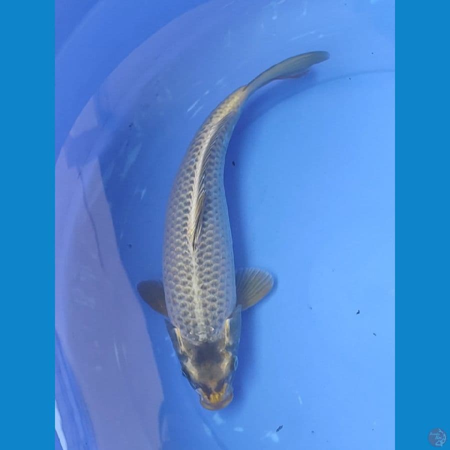 mukasi 35 cm