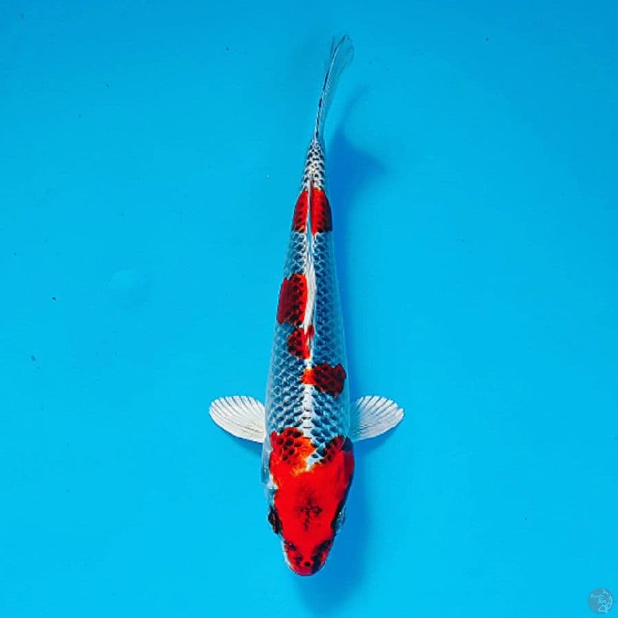 KUJAKU 20CM MALE