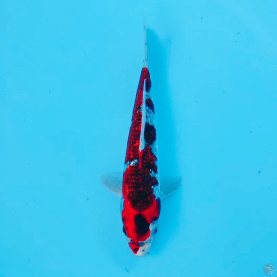 GOSHIKI GINRIN 24CM MALE