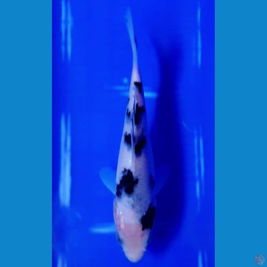 bekko bahan keep 15cm