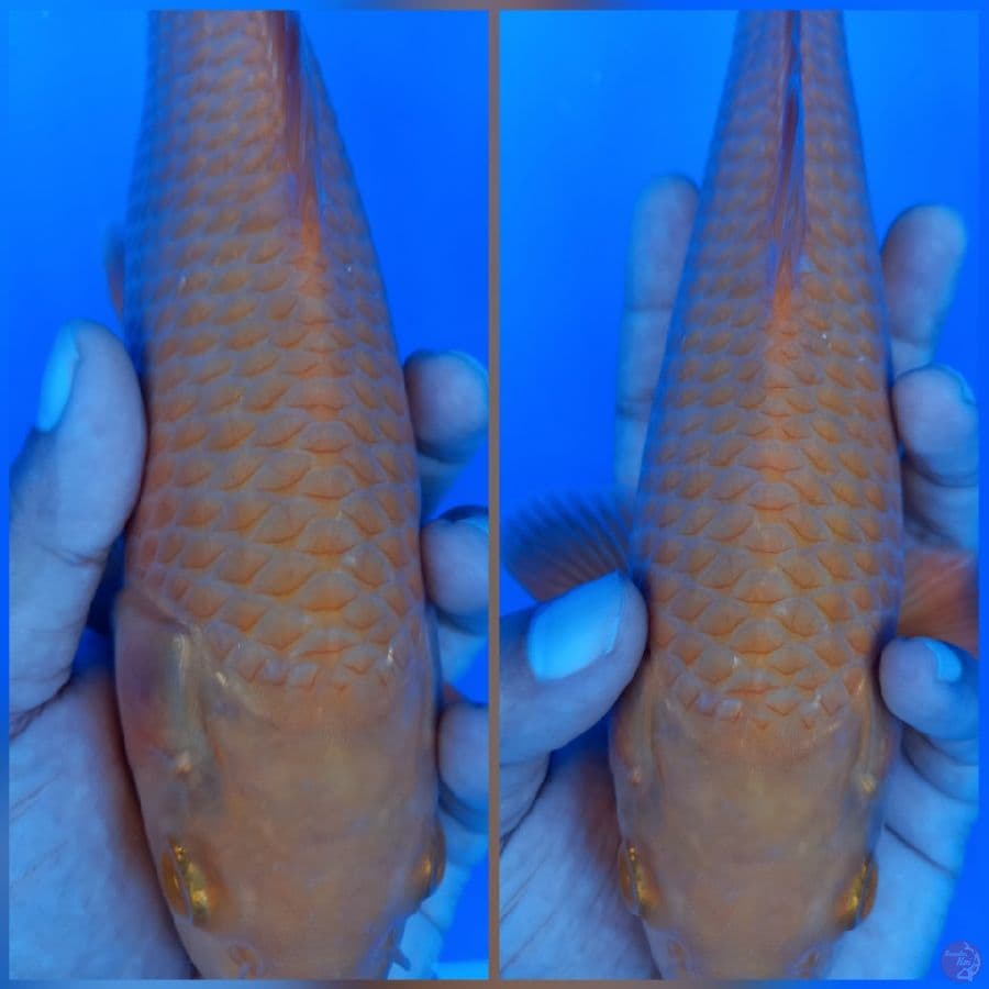 KARASHI MANGO CORN