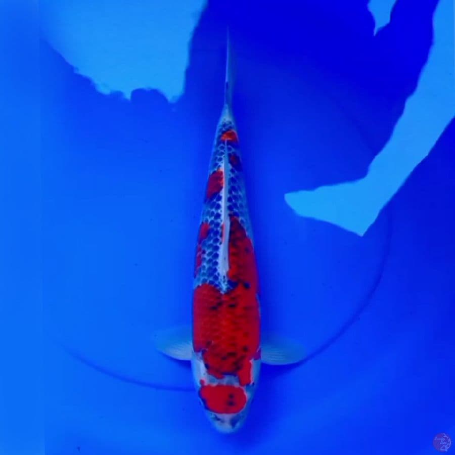 45cm SPECIAL MARUTEN GOSHIKI