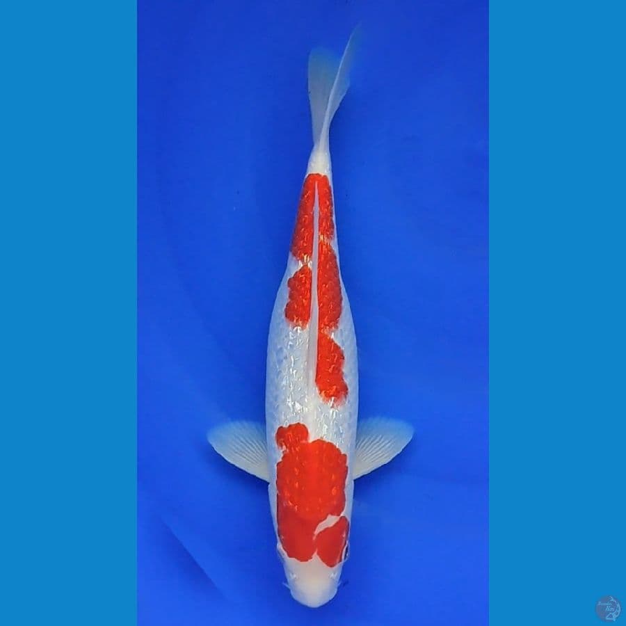 Kohaku Ginrin