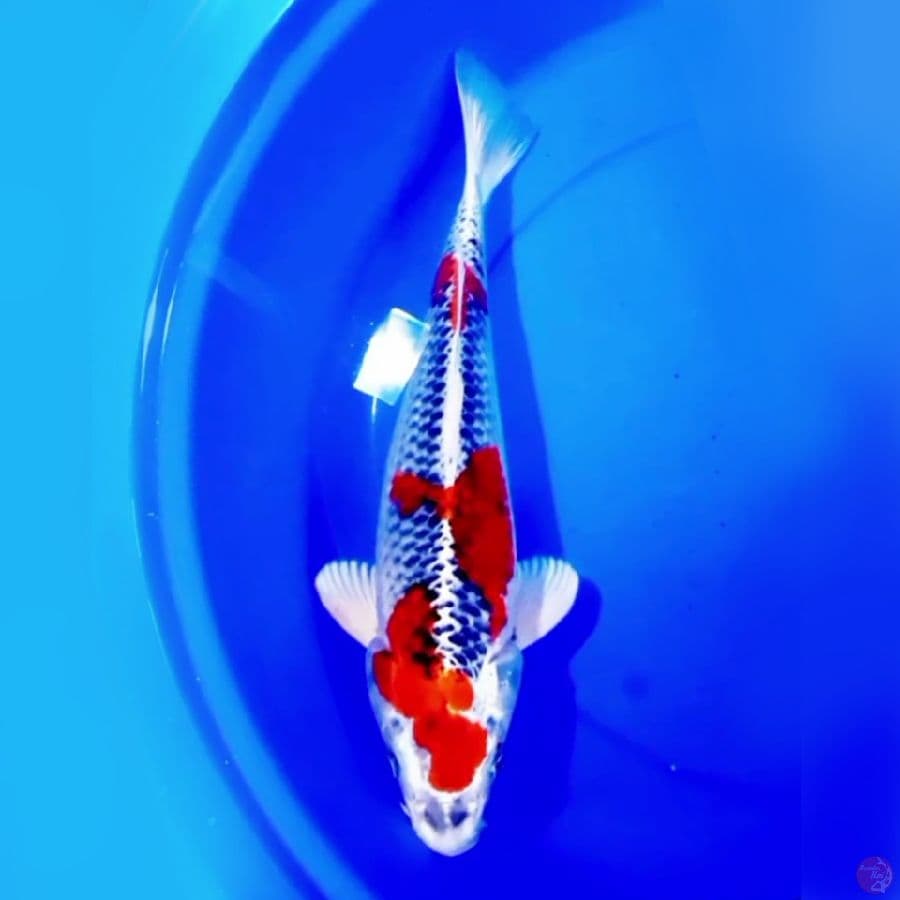 45cm SUPER SPECIAL KUJAKU