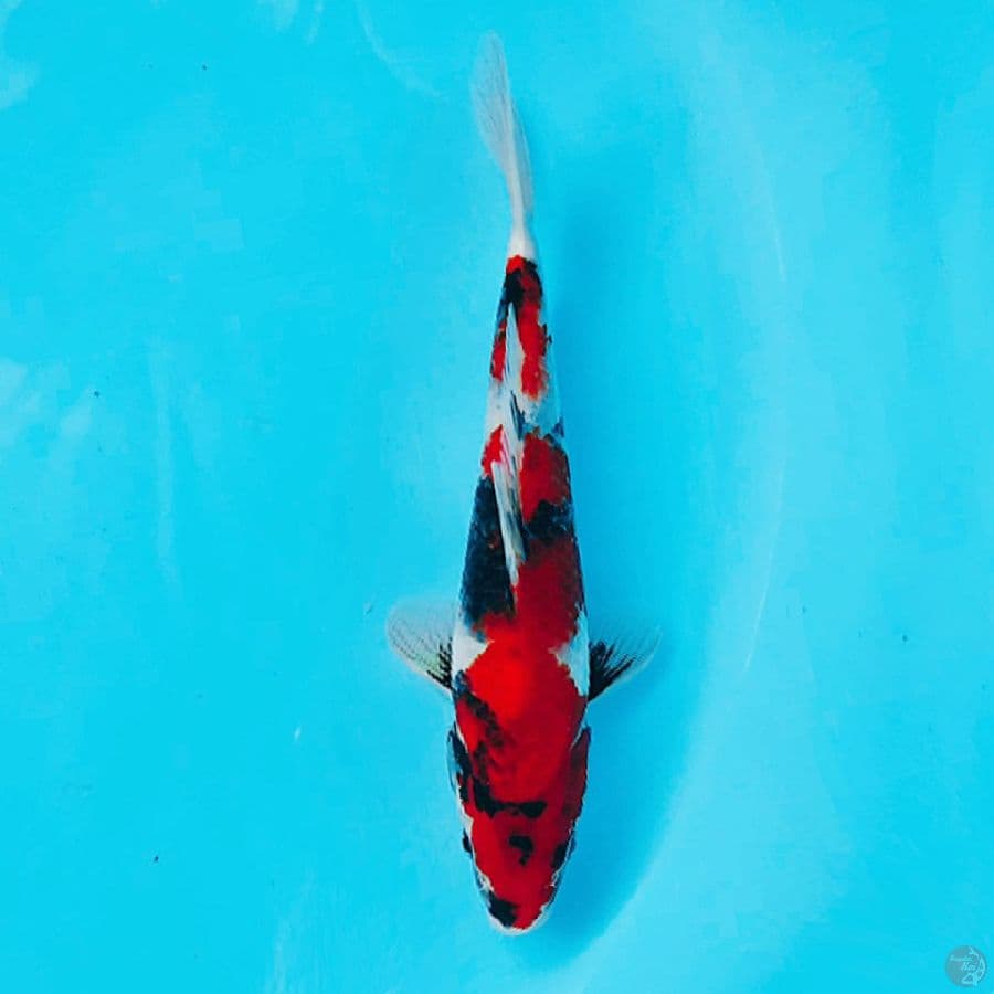 SHOWA ORIGINAL QUALITY 24CM MALE