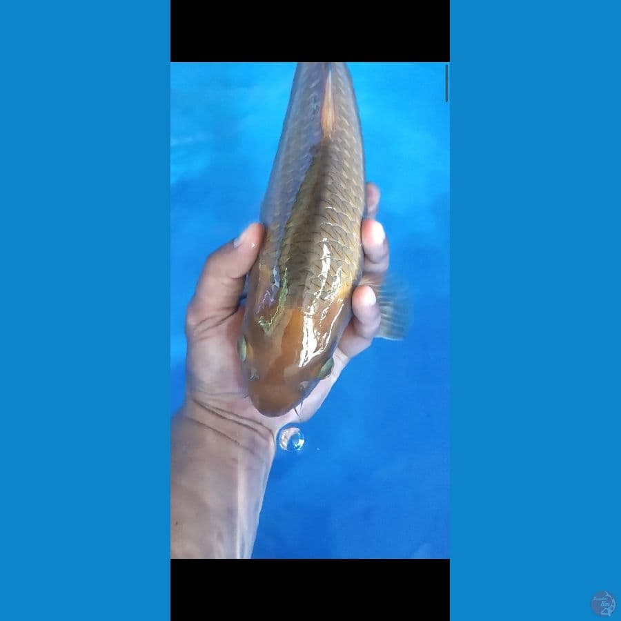 caramel 37cm ml munuk