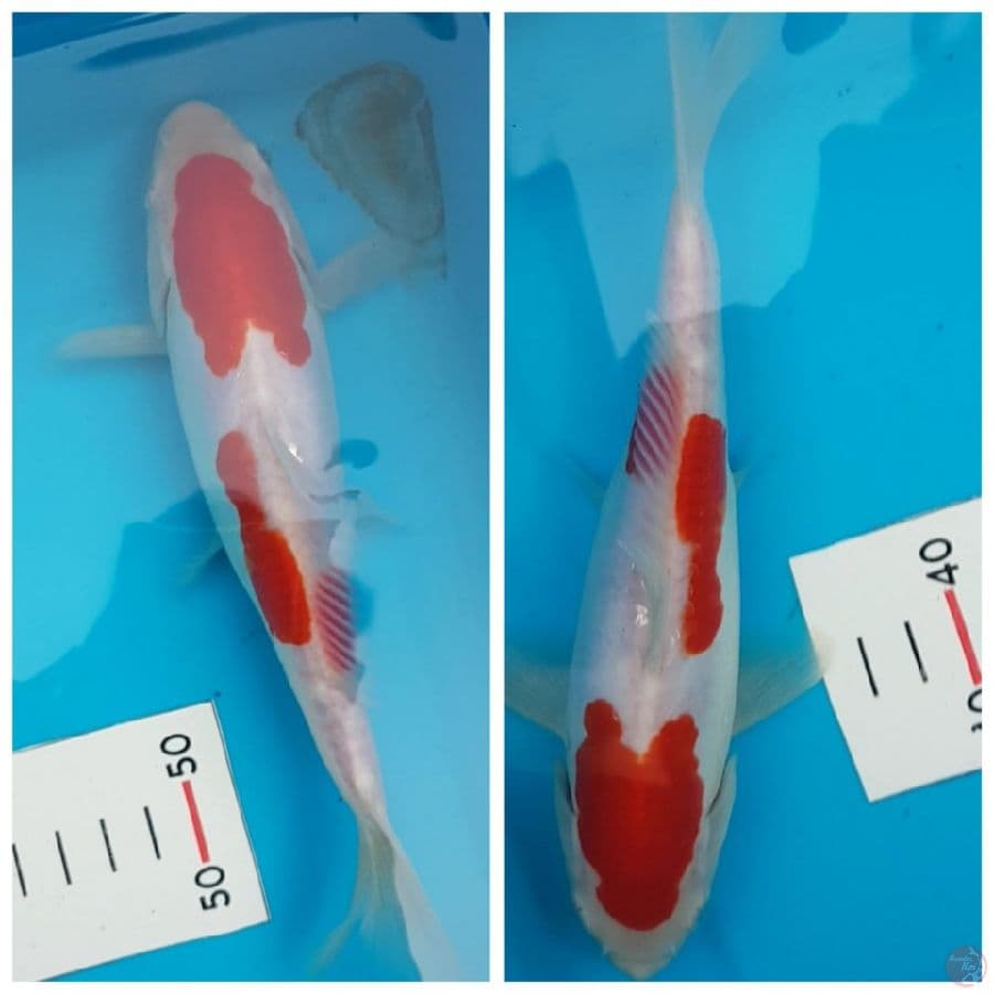 kohaku sq
