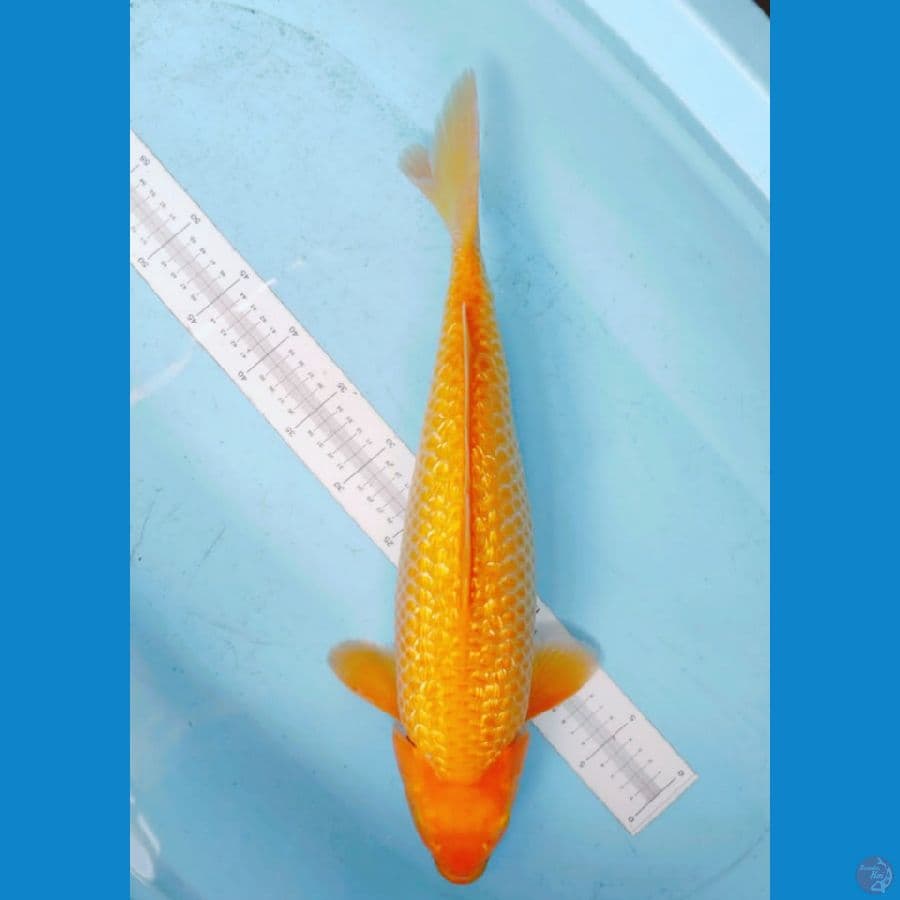 karasi full gindrin 48 cm