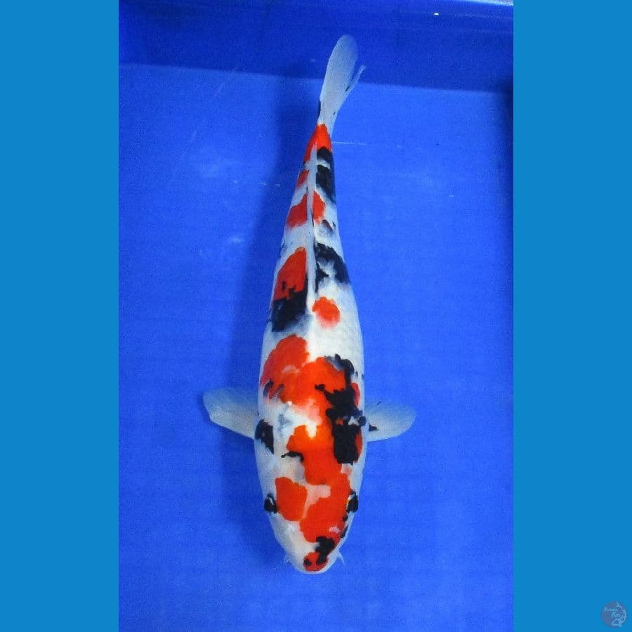showa sansoku ±42cm