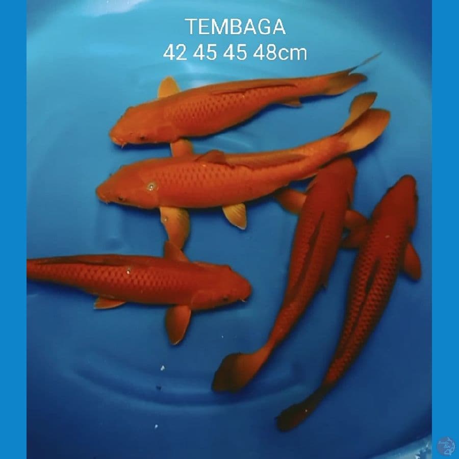 JUMBO TEMBAGA 42 45 45 47 484cm