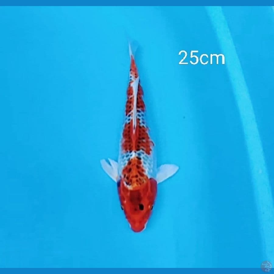 Kujaku 3 step ori 25cm